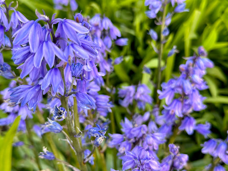 Bluebells - Latin name - Hyacinthoides non-scripta