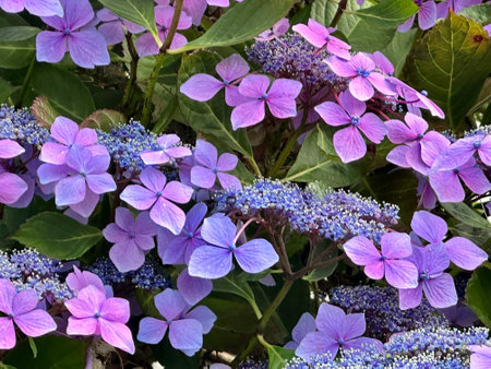 Purple hydrangea flowers in full bloom in a garden