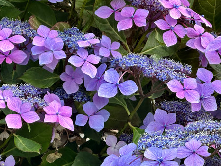 Purple hydrangea flowers in full bloom, close up
