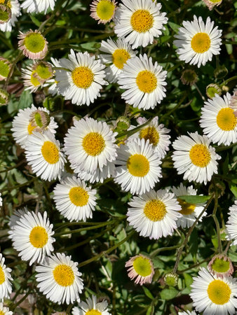White daisies on a green meadow in the sun.