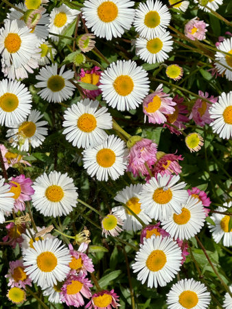 white and pink daisies in the garden, closeup of photo