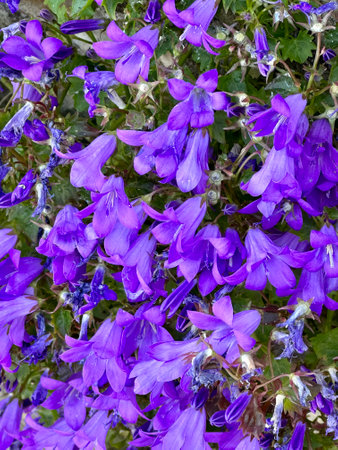 Beautiful blue flowers of Campanula officinalis in a gardenの写真素材