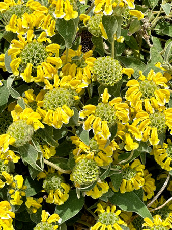 Closeup of yellow flowers in full bloom in a garden in springの写真素材