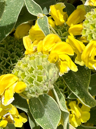 Close up of yellow and green flowers of Echium vulgareの写真素材