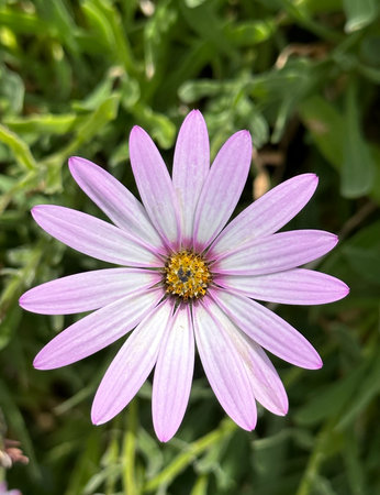 Osteospermum Daisy (African Daisy, Cape Daisy)