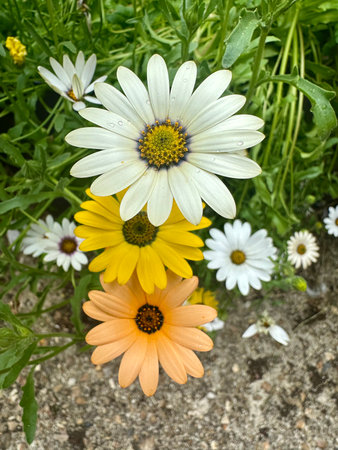 White and yellow daisies in a flowerbed with daisies