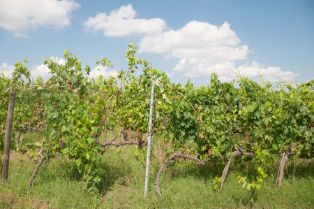 tuscany vineyart in a sunny dayの写真素材