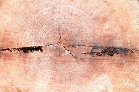 beautirul background details of book treeの写真素材