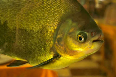 beautiful macro detail of head fish