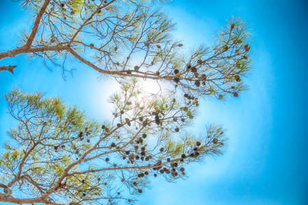 beautiful sky and sun in a sunny dayの写真素材