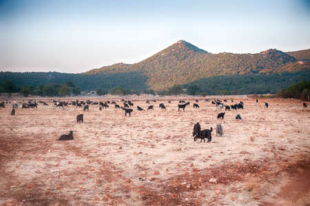 beautiful landscape of sheep in Turkey in a sunny dayの写真素材