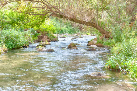 beautiful and scenic landscape of river in a scenic forestの写真素材