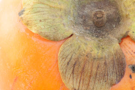 beautiful macro of khaki bacgroundの写真素材
