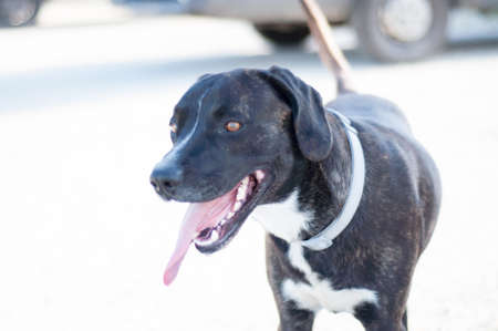thirsty black dog in a sunny dayの写真素材