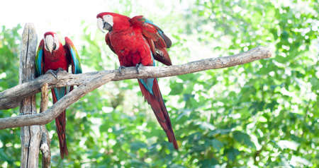 two beautiful bird ara chloropterus in a sunny day