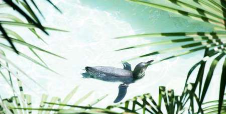 african penguin in a swimming poolの写真素材