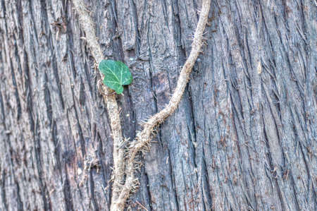 beautiful tree and trunk background outdoor