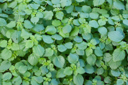 beautiful natural green leaves outdoor