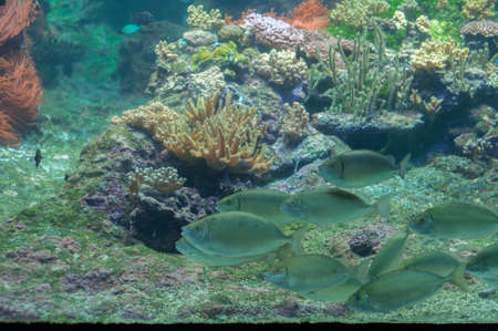 Beautiful abyss at the bottom of the sea
