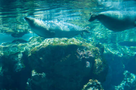 beautiful seal fish in the waterの写真素材