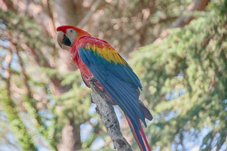 beautiful scarlet macaws in a sunny dayの写真素材