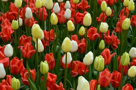 tulipsの写真素材