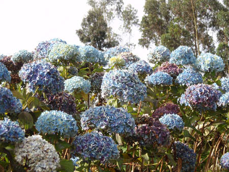 Blue hydrangeas