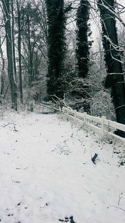 Forest in the snowの写真素材