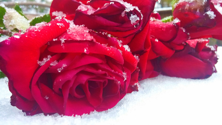 Roses laying in the snow.の写真素材