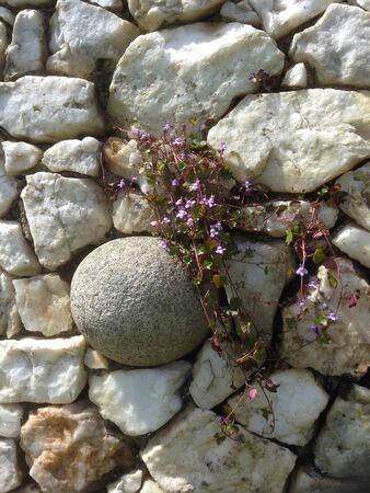 Flowers growing between stones in wallの写真素材
