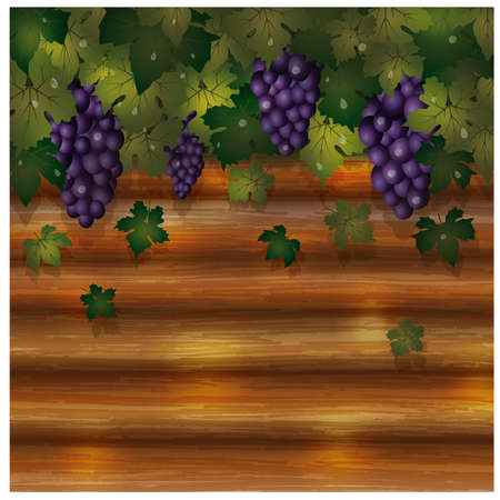 Autumn grapes card with wooden background, vector illustrationのイラスト素材
