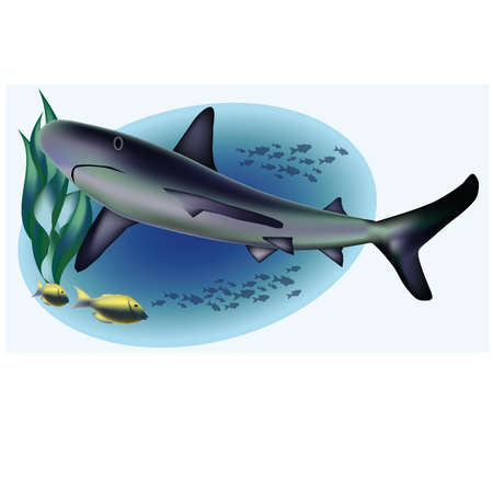 Marine life with shark, vector illustration のイラスト素材