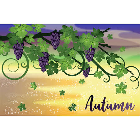 Autumn invitation wallpaper with grapes, vector illustrationのイラスト素材