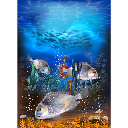Underwater tropical card with Molly mollienesia fish, vector illustrationのイラスト素材