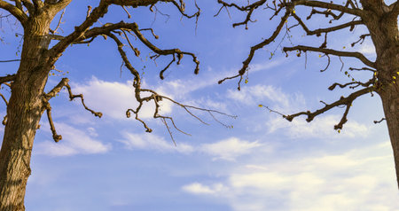 Two Trees Against a Blue Cloudy Sky. copy space. In the Park.の写真素材