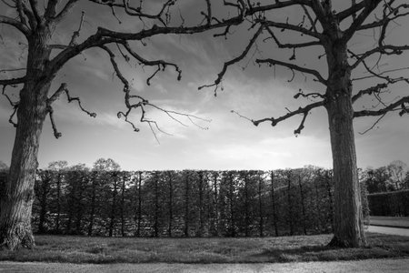 Dramatic Black and White Photo of Two Trees Against a Moody Cloudy Sky. copy space. In the Park.の写真素材