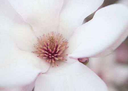 Magnoliaの写真素材