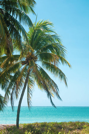Coconut Palm tree on luxury tropical beach under blue sky, in Northeast of Brazil. summer timeの写真素材