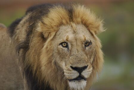 furSouth Africa Lion male portrait in Kruger Park
