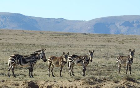 Mountain zebras into the  Mountain Zebras National Park in Karoo region in South Africaの写真素材