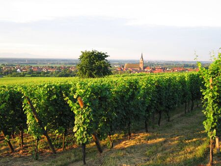 Wineyards at the north of the alsacian village of Bergheimの写真素材