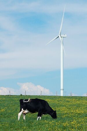 a cow eating near a windturbine - Franceの写真素材