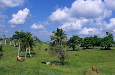 Cows in green field at Dominican republic island の写真素材