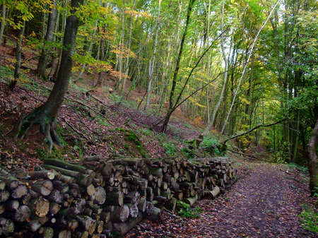 pile of wood and path in autumn time forest - France Europeの写真素材