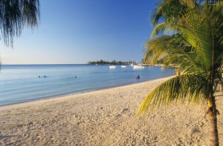 Palm tree and beach at Bain Beauf beach. Cape Malheureux, Mauritius Island, Indian Oceanの写真素材