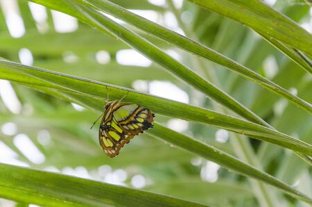 Malachite butterfly (Siproeta stelenes) with green leavesの写真素材