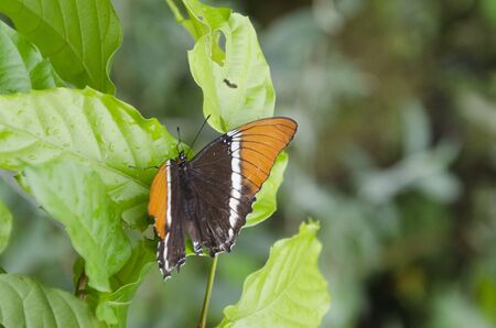 Rusty-tipped page (Siporeta epahus epaphus) over green leaves