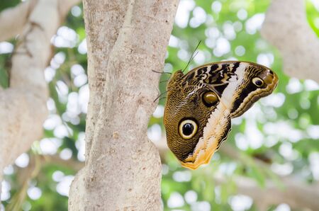 Owl butterfly (Caligo), peculiar tropical insect with delicate mimetic patternsの写真素材