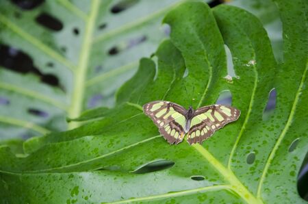 Malachite butterfly (Siproeta stelenes) on a big green leafの写真素材