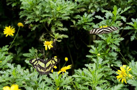 Pair of tropical butterflies: malachite (Siproeta stelenes) and Zebra longwing (Heliconius charithonia) in a garden with yellow flowersの写真素材